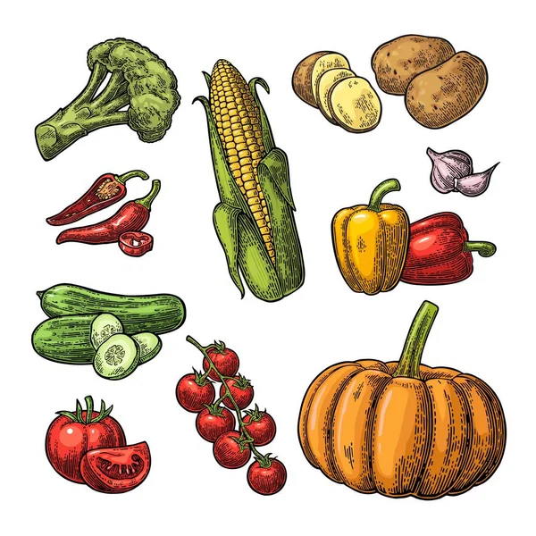 Sebze ayarlayın. Salatalık, sarımsak, Mısır, biber, brokoli, patates ve domates. — Stok Vektör