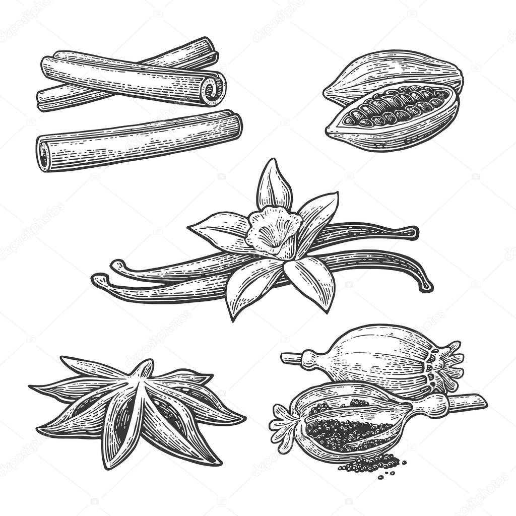 Set of spices. Anise, cinnamon, cocoa, vanilla, poppy