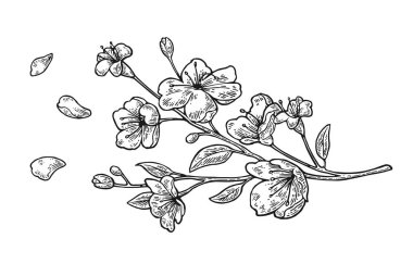 Sakura çiçeği. Kiraz dal çiçek ve bud. Düşen yaprakları.