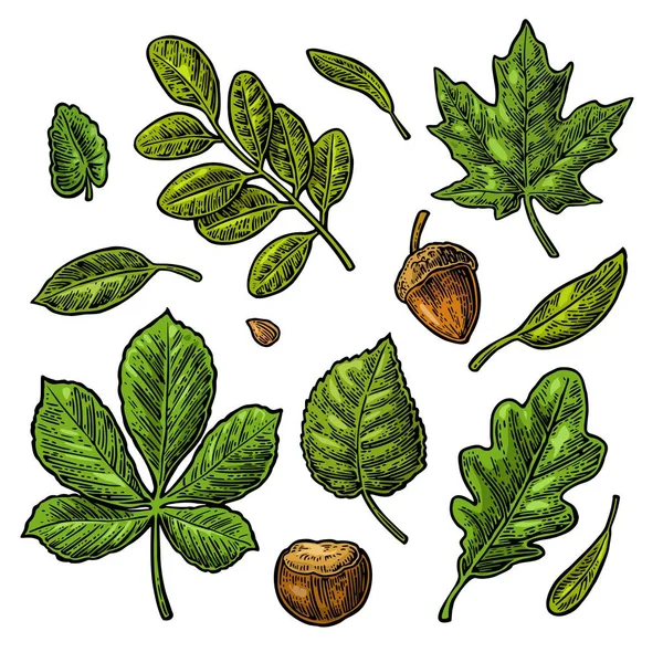 Setați frunze verzi, ghindă, castan și semințe. Culoare vintage vectorială ilustrație gravată . — Vector de stoc