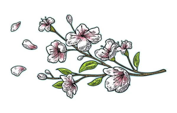 Die Sakura-Blüte. Kirschzweig mit Blüten und Knospen. Blütenblätter fallen. — Stockvektor