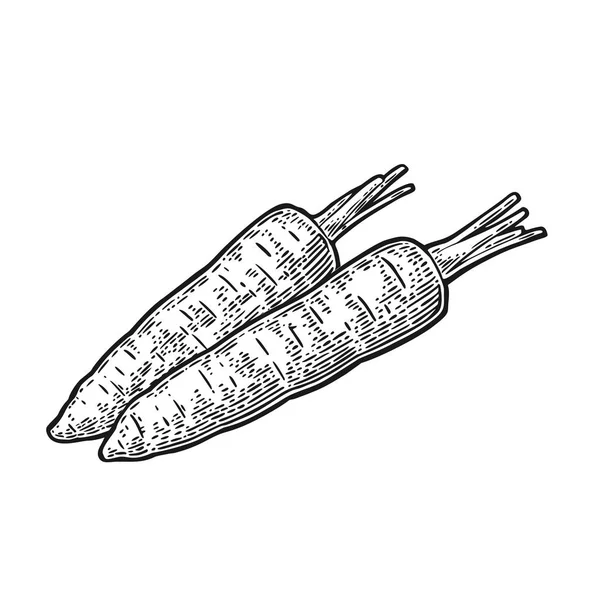Dos zanahorias. Vector negro vintage grabado ilustración aislado sobre fondo blanco — Vector de stock