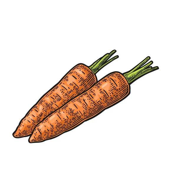 Dos zanahorias. Ilustración grabada vintage de color vectorial aislada sobre fondo blanco — Vector de stock