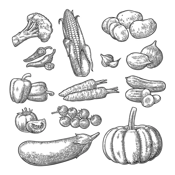 Set de légumes. Concombres, ail, maïs, poivre, brocoli, pommes de terre et tomates . — Image vectorielle