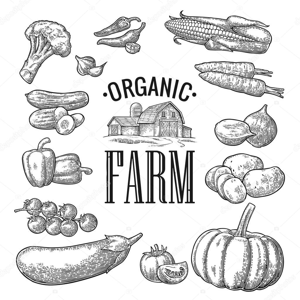 Set vegetables and organic farm lettering. Vector black engraving vintage
