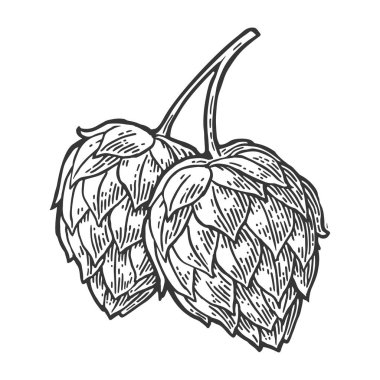 Bitki bitki wih yaprak hop. Vektör vintage oyulmuş çizim.
