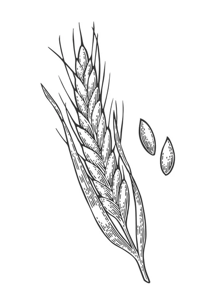 Oreille de blé, orge et malt de grain. Illustration gravée vintage vectorielle . — Image vectorielle