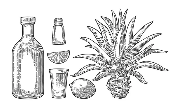 Szkło i butelka tequili. Kaktus, Solna, wapno — Wektor stockowy
