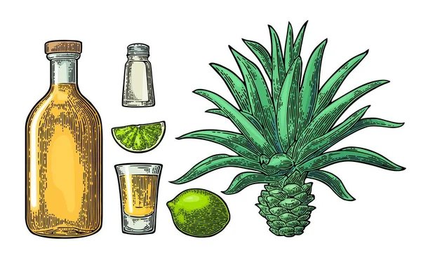 Üveg és a tequila uveg. Kaktusz, só, lime — Stock Vector