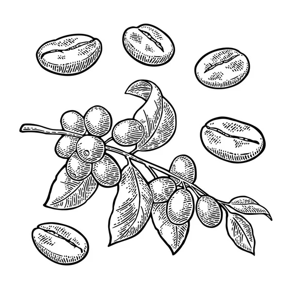 Kávová větev s listem, bobulemi a fazolemi. Rytina vektoru ročníku — Stockový vektor