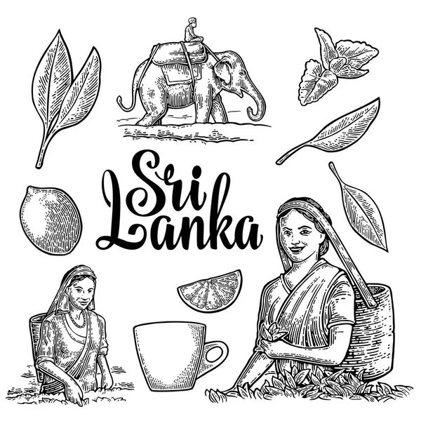 Raccoglitori di tè femminili che raccolgono foglie, cavaliere su elefante, limone, tazza . — Vettoriale Stock