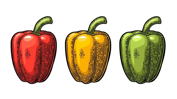 Sweet bell pepper. Vector vintage engraved illustration — Stock Vector