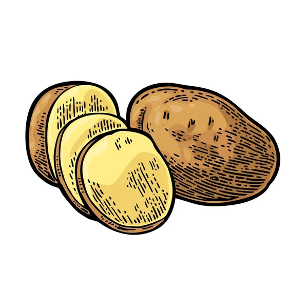 Potato whole and slice. Vector engraving vintage — Stock Vector