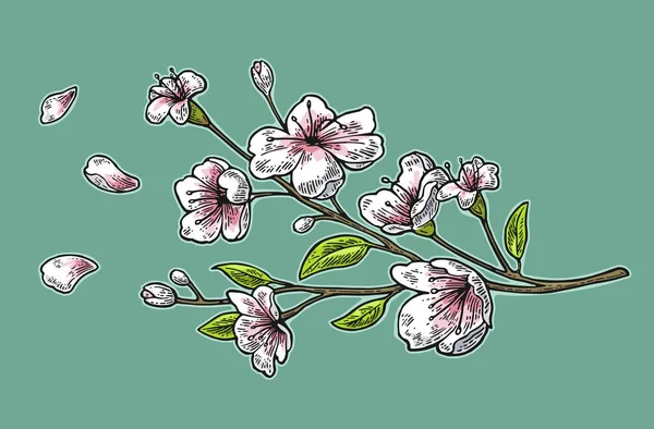 Sakura Blossom. Rama de cerezo con flores y brote. Pétalos cayendo . — Vector de stock