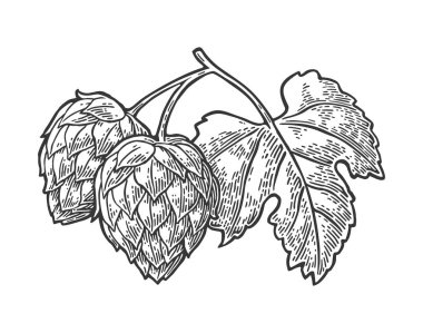 Bitki bitki yaprak ile Zıpla. Vektör vintage oyulmuş çizim.