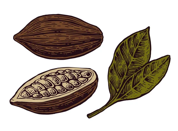 Hojas y frutos de cacao . — Vector de stock