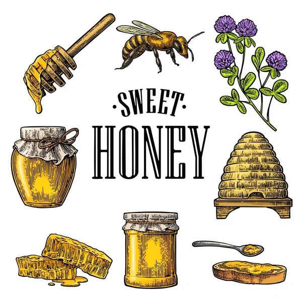 Honung set. Burkar av honung, bee, bikupa, klöver, honeycomb. Vektor vintage ingraverad illustration — Stock vektor