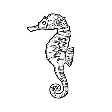 Deniz atı. Vintage illüstrasyonlar oyma siyah vektör.