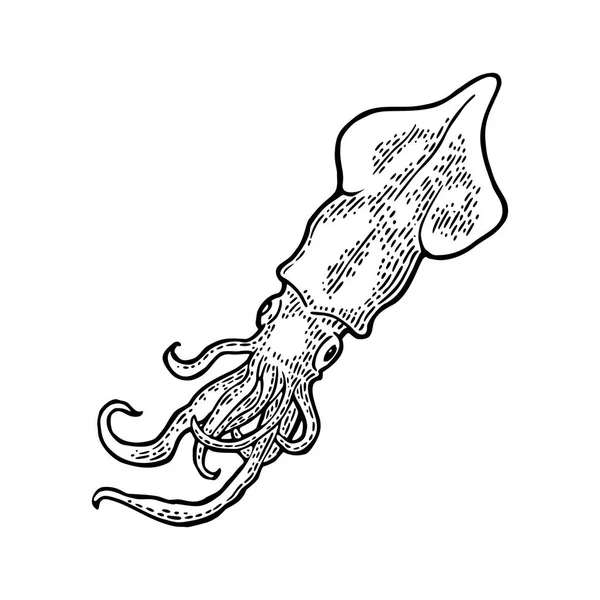 Cuttlefish isolado sobre fundo branco. Vintage gravura vetor preto — Vetor de Stock