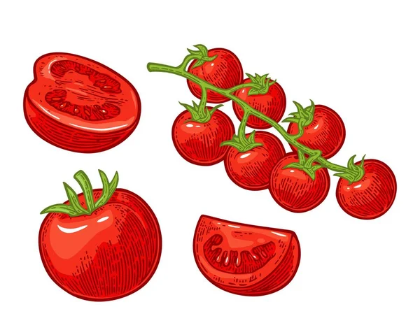 Zestaw ręcznie rysowane pomidorów. Oddział, całość i plasterek. — Wektor stockowy
