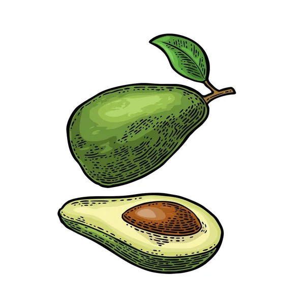 Mitad aguacate con semilla. Vector vintage grabado color — Archivo Imágenes Vectoriales