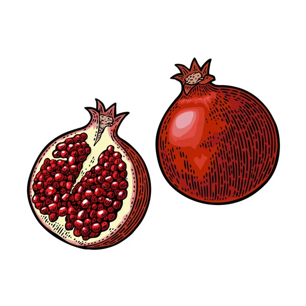 Fruta granada inteira e meia com semente. Gravura vetorial — Vetor de Stock