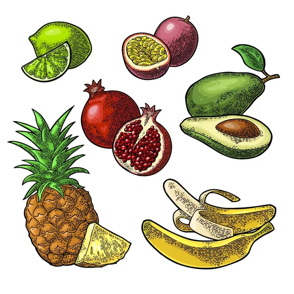 Mettre des fruits tropicaux. Ananas, lime, banane, grenade, maracuya, avocat . — Image vectorielle