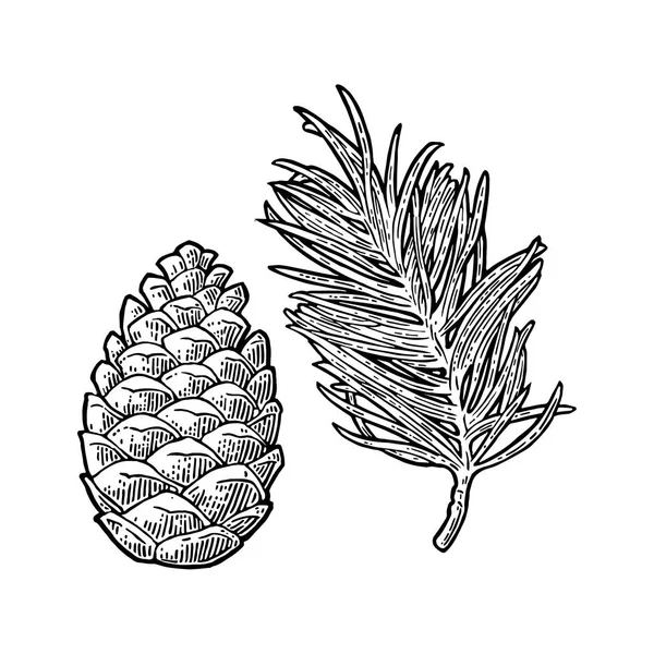 Pine cone and branch of fir tree. Vector vintage black engraving illustration. — Stock Vector