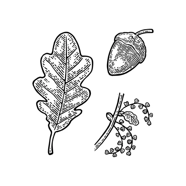Дубовий лист і жолудь. Векторна вінтажна гравірована ілюстрація . — стоковий вектор