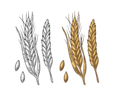 Kulak buğday, arpa ve tahıl malt. Vektör vintage oyulmuş çizim.