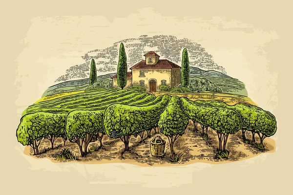 Paisaje rural con villa, campos de viñedos y colinas. Grabado vectorial — Vector de stock