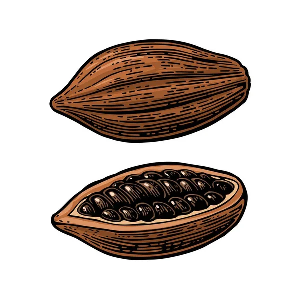 Frutas de granos de cacao. Vector vintage ilustración grabada — Vector de stock