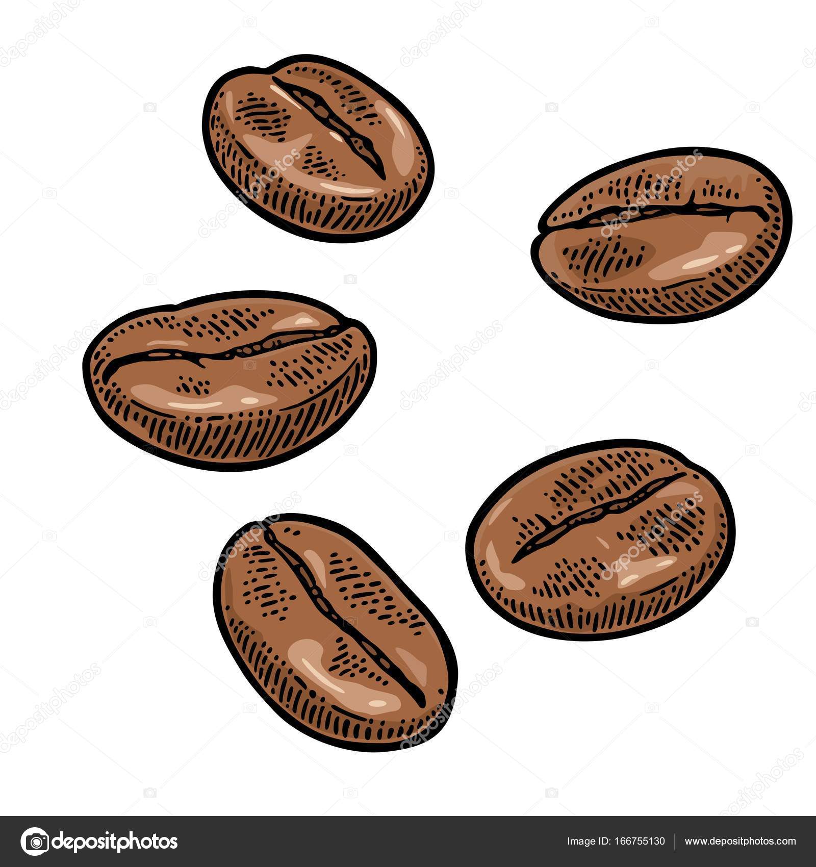 Set of hand drawn outline beans Vector illustration - stock vector 942218 |  Crushpixel