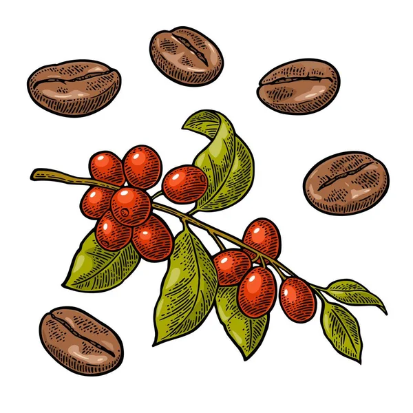 Кофе-бобы, ветка с листьями и ягодами . — стоковый вектор