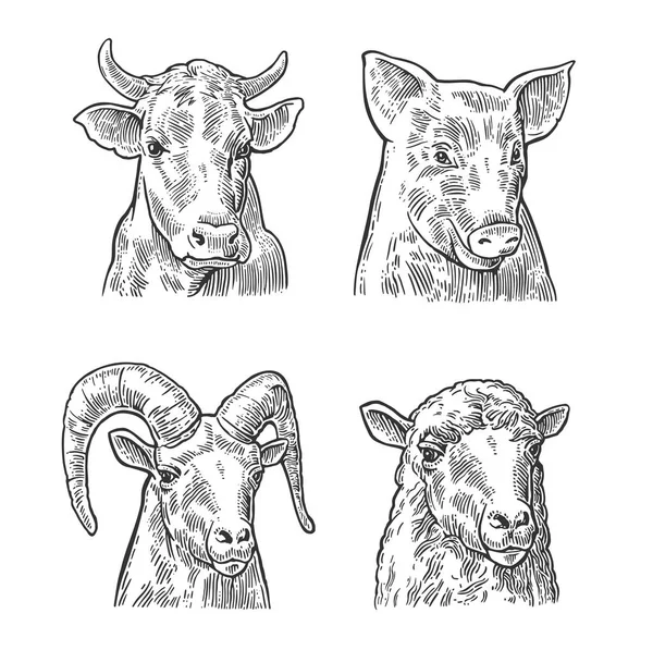 Animales de granja icono conjunto. Cabezas de cerdo, vaca, oveja y cabra — Vector de stock