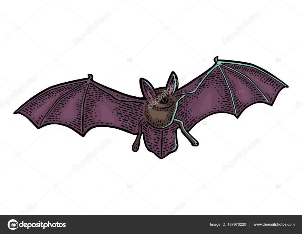 Bat flying with scary face. Vector black vintage engraving Stock Vector Image by ©DenisPotysiev #167970220 Bat flying with scary face. Vector black vintage engraving Stock Vector Image by ©DenisPotysiev #167970220