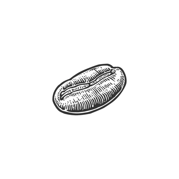 Grão de café. Mão desenhado vetor vintage gravura ilustração no fundo branco —  Vetores de Stock