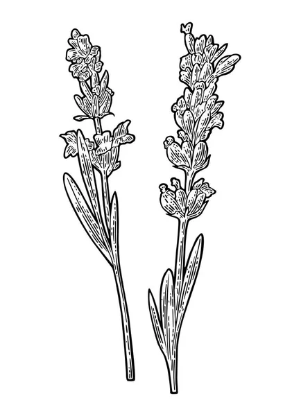 Flor de lavanda. Gravura ilustração vintage preto. Fundo branco. —  Vetores de Stock