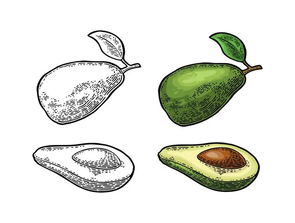 Halbe Avocado mit Samen. Vektor Vintage Gravur Farbe — Stockvektor