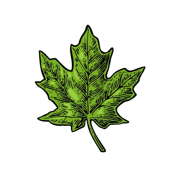 녹색 단풍나무의 잎 벡터 빈티지 색상 새겨진된 그림. — 스톡 벡터