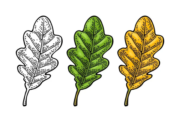 Eiken blad. Lente groen en herfst oranje. Vector gegraveerd — Stockvector