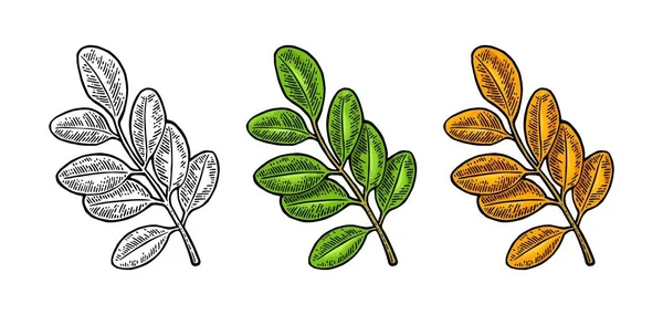 Akazienblatt. Frühlingsgrün und Herbstorange. Vektor graviert — Stockvektor