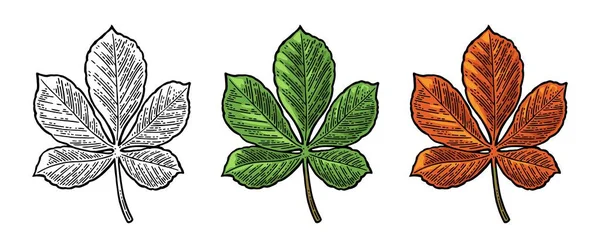 Kaštanovém listu. Zelené jarní a podzimní oranžové. Vektor vyryto — Stockový vektor