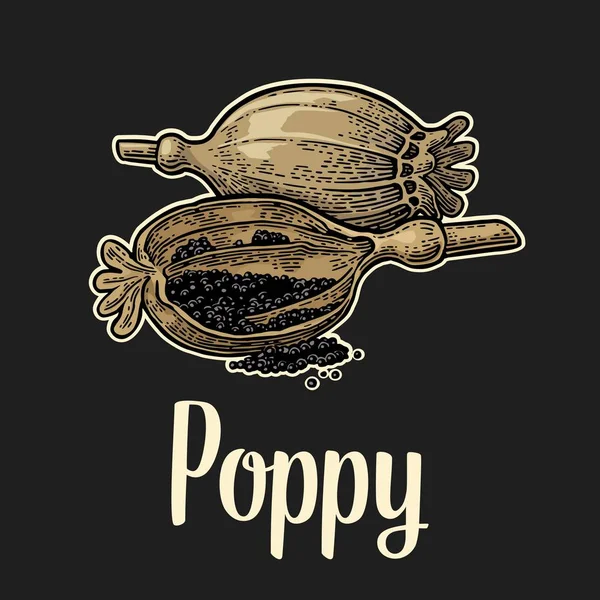 Poppy huvuden och frön. Vector svart vintage ingraverat — Stock vektor