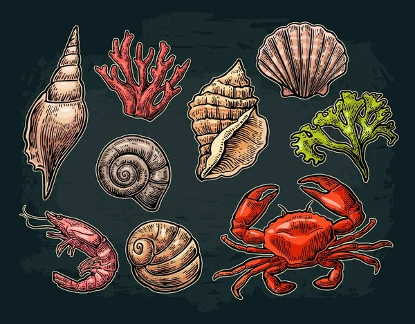 Ensemble coquille de mer, corail, crabe et crevettes . — Image vectorielle