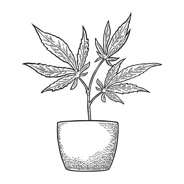 Marijuana plant with leaf in pot. Vintage engraving — Stock Vector