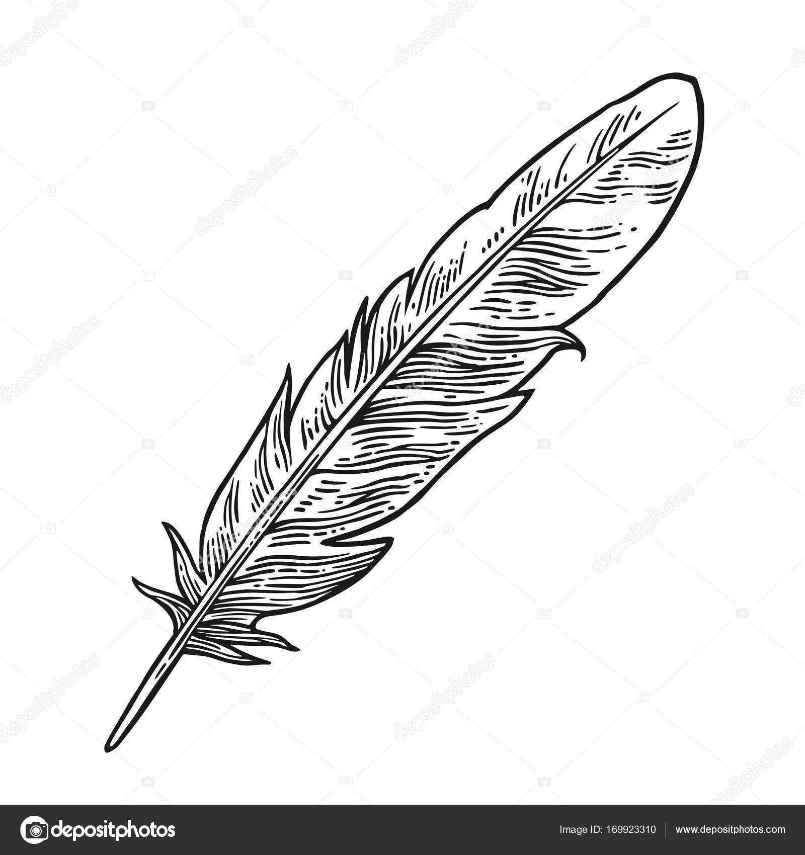Feather. Vintage black vector engraving illustration. Isolated white