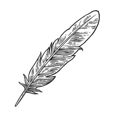 Tüy. Vintage siyah vektör oyma çizim. İzole beyaz arka plan
