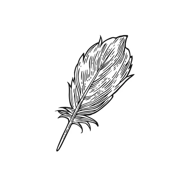 Plume. Illustration de gravure vectorielle noire vintage. Fond blanc isolé — Image vectorielle