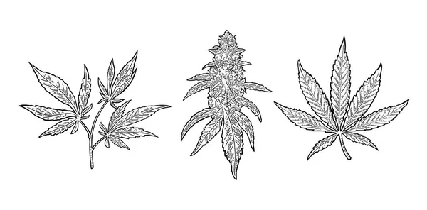 有叶子和芽的大麻成熟植物。矢量雕刻图解 — 图库矢量图片